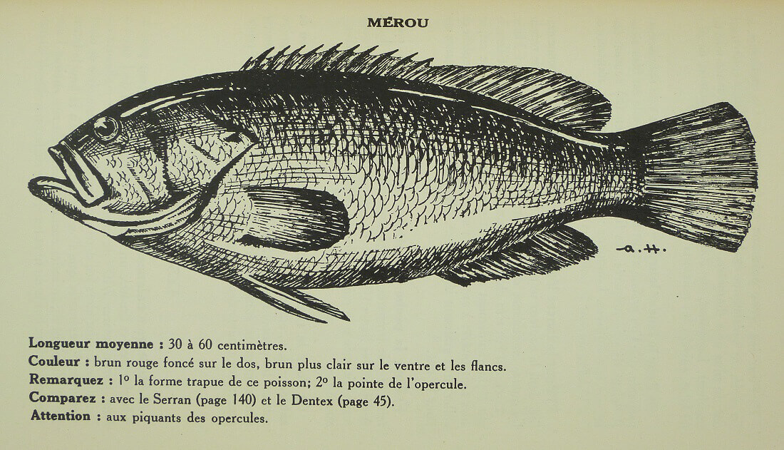 Les Poissons de nos Mers et leur Pêche