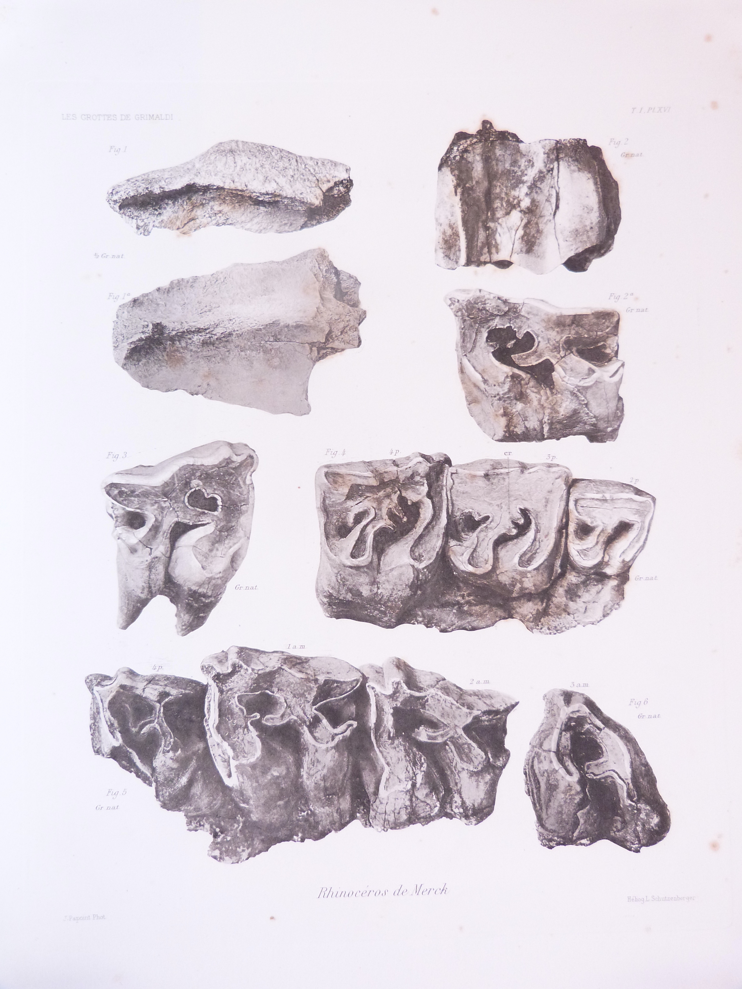 Les grottes de Grimaldi (Baousse-Rousse). Géologie et Paléontologie. Tome I - Fascicule II et Fascicule III.